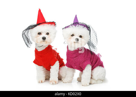 beautiful bichon frisee dogs Stock Photo