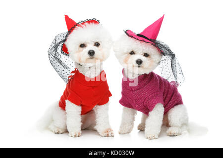 beautiful bichon frisee dogs Stock Photo