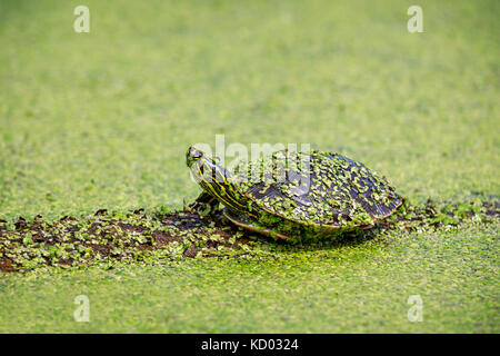 Western Painted Turtle on a log, covered in duckweed, Manitoba, Canada Stock Photo