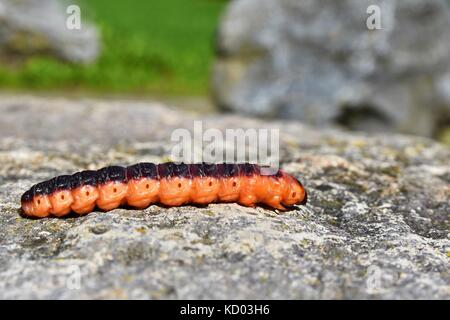 Beautiful orange caterpillar on stone. Nice blurred natural colorful background. Stock Photo