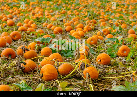 Pumpkins for Halloween, ready for harvest, are lying on a field Stock Photo