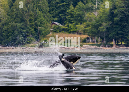 Northern resident Killer whales paying in front of Malcolm Island, British Columbia, Canada. Stock Photo