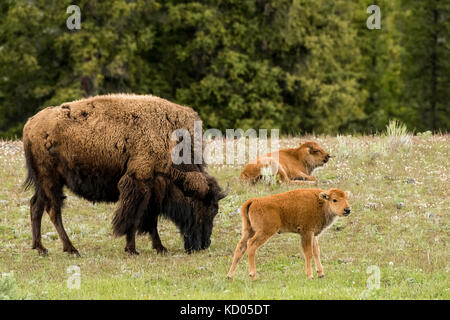 Bison (Bison bison), Yellowstone National Park, Wyoming, USA Stock Photo
