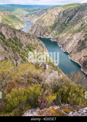 Heathery bank of Sil river in the province of Ourense, Galicia, Spain. Ribeira Sacra deep canyon landscape view from Vilouxe viewpoint. Stock Photo