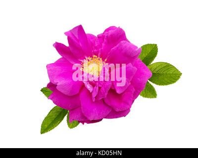 Dark magenta rugosa rose flower isolated on white Stock Photo