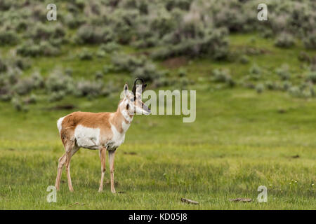 Pronghorn (Antilocapra americana), Yellowstone National Park, Wyoming, USA Stock Photo