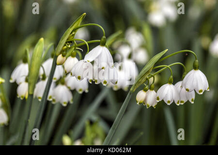 Summer Snowflake Leucojum aestivum close up flower Stock Photo