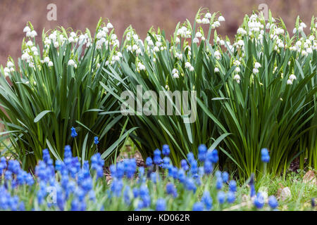 Leucojum aestivum White Snowflake or Loddon Lily, Spring garden lawn flowers Muscari armeniacum Stock Photo