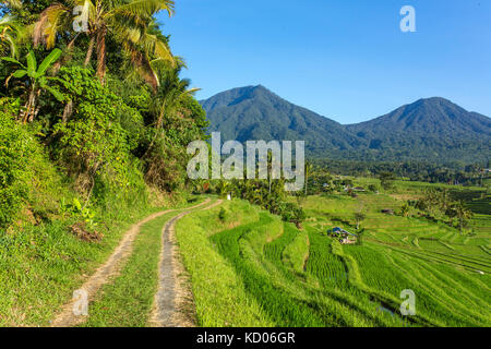 Beautiful Jatiluwih Rice Terraces in Bali, Indonesia Stock Photo