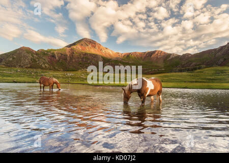 Horses in Anayet lake. Stock Photo