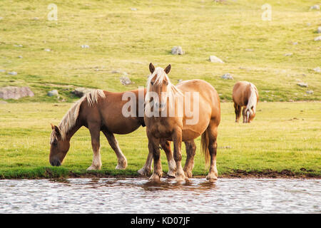 Horses in Anayet lake Stock Photo