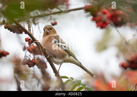 Common chaffinch (Fringilla coelebs) eating berries in a hawthorn bush on a grainy day  during Fall season Stock Photo