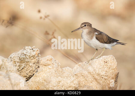 Common Sandpiper (Actitis hypoleucos) on the lookout perched on a rock Stock Photo