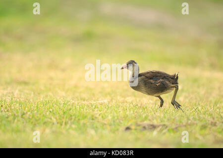 Close-up of a Young common moorhen, Gallinula chloropus, foraging on a meadow next to a pond. The background is green, selective focus is used. Stock Photo