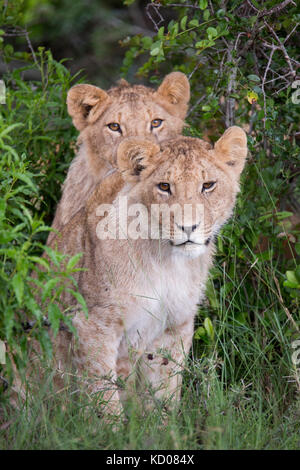 two young lion cubs peering out of undergrowth, part hidden, portrait format, Mara Naboisho Conservancy Kenya Africa Stock Photo