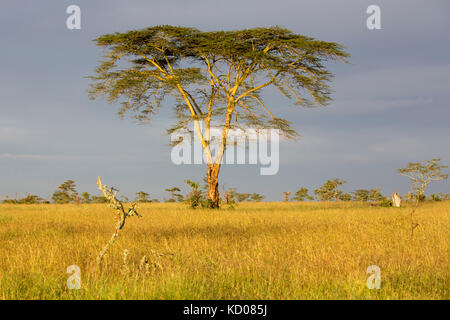 An Acacia tree in early morning light against a dark sky, Mara Naboisho Conservancy Kenya Africa Stock Photo