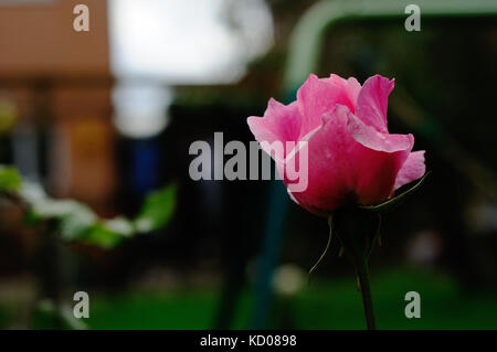 Pink rosebud in Autumn Stock Photo