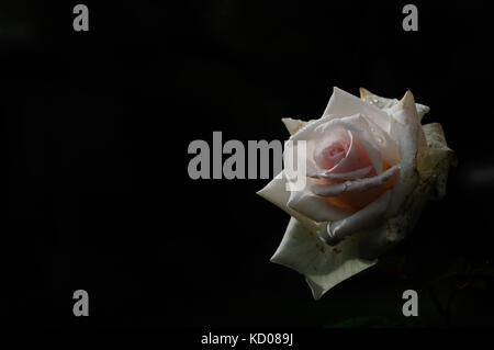 late season rose in pink Stock Photo