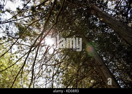 The shining sun peaking through the tree branches. Stock Photo