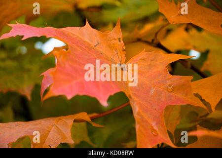 A beautiful maple leaf on a tree of different autumn shades with drops of rain Stock Photo