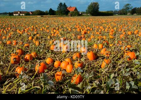 Pumpkins in a pumpkin field, Löderup, Scania, Sweden Stock Photo