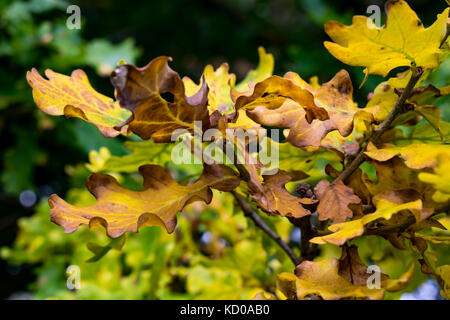 autumn uk Stock Photo