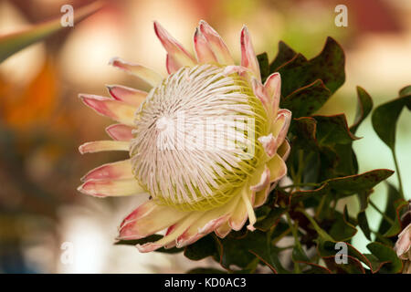 Close up view of a Protea cynaroides, the king protea flower, at sale on a market. Stock Photo