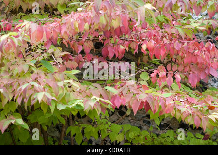 Viburnum plicatum mariesii in autumn Stock Photo