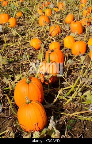 Pumpkins in a pumpkin field, Scania, Sweden Stock Photo