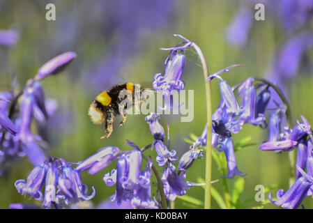 Bumble bee pollinating Bluebells in woods Stock Photo