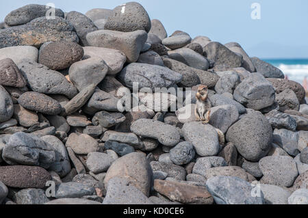 Beach pebbles forming a wall with the beach in the background and a Barbary ground squirrel (Atlantoxerus getulus) eating a peanut, Playa piedras caid Stock Photo