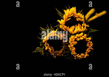 Low key sunflowers in bloom Stock Photo