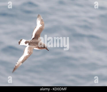 Antarctic Petrel in flight, Antarctica Stock Photo