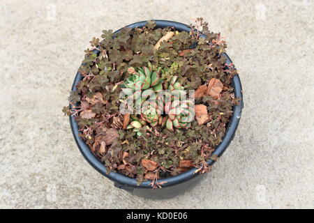 bt garden spray Monterey B.t. Biological Insecticide