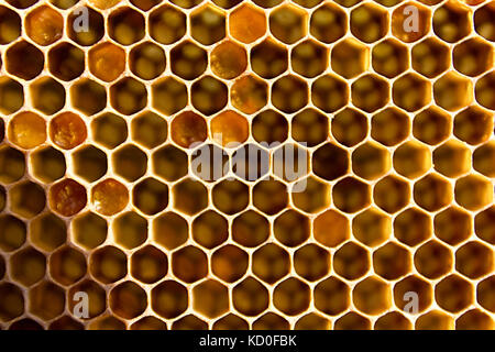 Honeycomb from a bee hive filled. Background texture of honeycomb Stock Photo