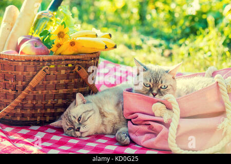 Two cats lie on a blanket near a picnic basket outdoors in summer Stock Photo