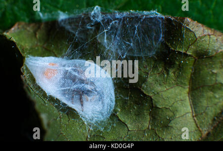 A female spider guarding her eggs Stock Photo