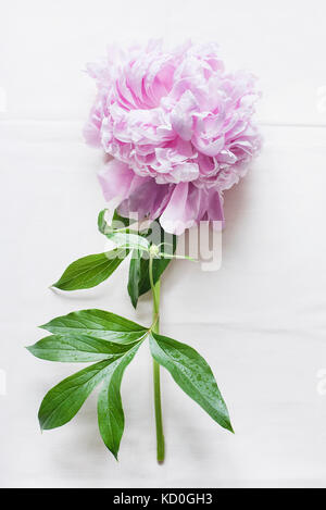 Pink peony on white linen tablecloth Stock Photo