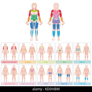 Muscle groups of a female body - chart with largest muscles - ten colored labeled cards - illustration on white background. Stock Photo