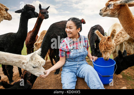 Woman feeding alpacas on farm Stock Photo