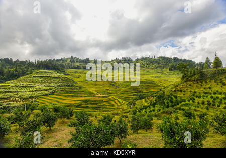 Baise, China. 8th Oct, 2017. (EDITORIAL USE ONLY. CHINA OUT).The Baze rice terraced field can be seen at Baze Village, Baise, southwest China's Guangxi. Credit: SIPA Asia/ZUMA Wire/Alamy Live News Stock Photo