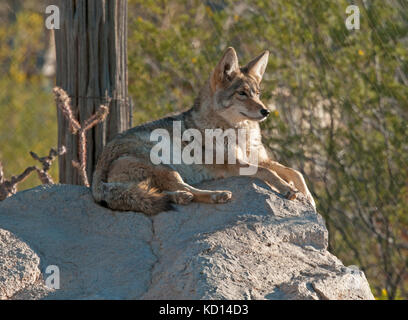 Coyote (Canis latrans), resting but alert at the Arizona Sonoran Desert Museum, Tucson, AZ Stock Photo