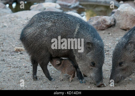 Collared Peccary (Pecari tajacu) orJavelina with day-old young near Saguaro National Park, AZ Stock Photo