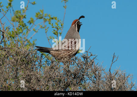 Calling Male Gambel's Quail (Callipepla gambelii), Coconino National Forest, Sedona, AZ Stock Photo