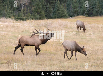 Bugling elk, or wapiti (Cervus canadensis), and two cow elk in Jasper National Park, Alberta, Canada Stock Photo