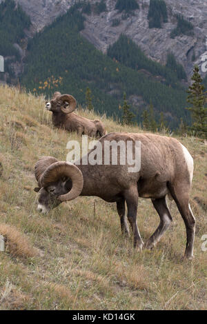 Grazing Ram bighorn sheep (Ovis canadensis), Jasper National Park, Alberta, Canada Stock Photo