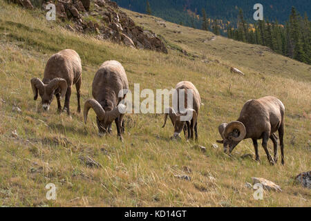 Grazing Ram bighorn sheep (Ovis canadensis), Jasper National Park, Alberta, Canada Stock Photo