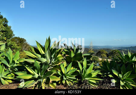 Big and beautiful agave attenuata cactus plant growing in the garden on a amazing landscape Stock Photo