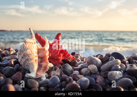 Starfish and seashell on pebbles of the sea shore Stock Photo