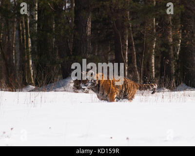 Siberian tiger in wild winter nature in taiga in Russia - Panthera tigris altaica Stock Photo